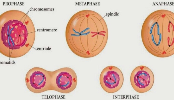 Apa yang dimaksud dengan meiosis