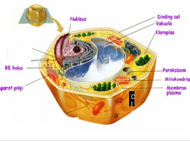 Sel Pengertian Struktur Fungsi Klasifikasi Dan Sejara Vrogue Co