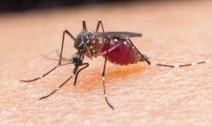 Pengertian Demam Berdarah Dengue (DBD), Gejala, Penyebab, dan Penanganannya