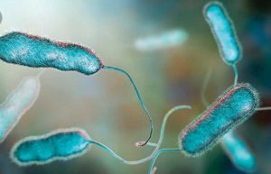 Apa Itu Bakteri, Struktur, Cara Berkembang Biak dan Jenisnya