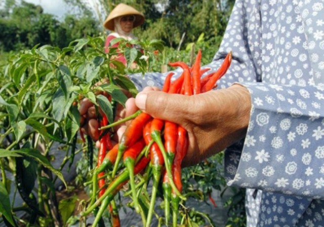 Cara Budidaya Cabai Merah yang Benar Agar Panen Melimpah   Berita