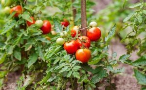 Cara Budidaya Tomat yang Benar Agar Hasil Melimpah