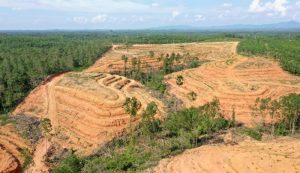 Astra Diduga Lakukan Deforestasi di Habitat Orangutan Terlangka