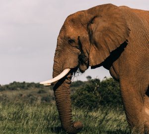 Seram, Gajah Datangi Pemakaman dan Injak Mayat Nenek yang Dibunuhnya