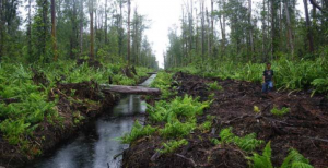 Sebanyak 83 Persen Ekosistem Gambut Indonesia Rusak