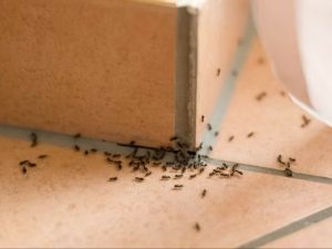 Cara Membasmi Semut di Rumah, Ini 5 Tahapannya