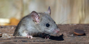 Cara Mengusir Tikus dari Rumah Selamanya