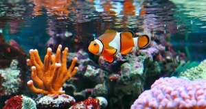 Cara Memelihara Ikan Nemo di Rumah