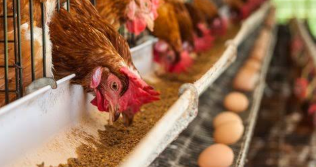 Cara Membuat Dedak Jagung jadi Makanan Bergizi untuk Ayam