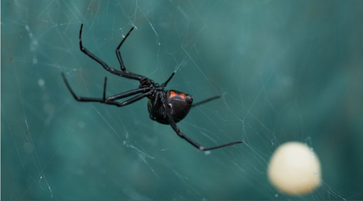 Cara Efektif Mengusir Laba-laba dari Rumah