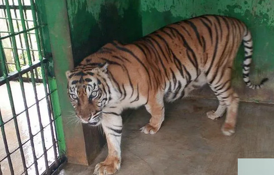 Satu Lagi Harimau Medan Zoo Mati, PUD Pembangunan: Karena Sakit