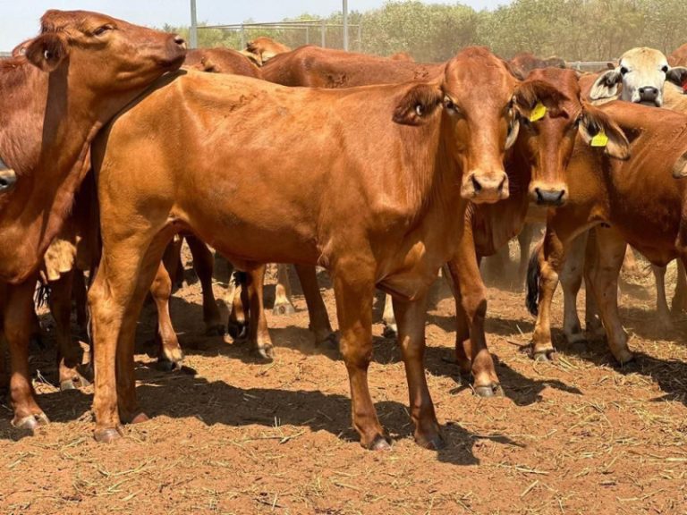 Setelah Daging Ayam, Tren Konsumsi Daging Sapi di Sumut Juga Turun