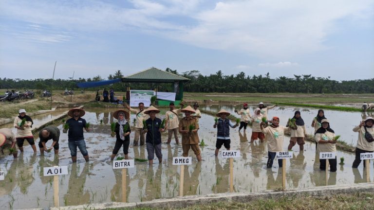 Petani Dampingan BITRA Bertahan di Tengah Kemarau Panjang