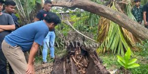 Warga Sergai Geger, Ada Kerangka Manusia dalam Batang Pohon