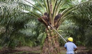 IAW Apresiasi Langkah PT Agrinas Palma Nusantara dan Satgas PKH dalam Perkara Plasma di Paluta