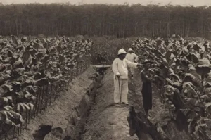 Jejak Korupsi Terbesar di Indonesia, Hilangnya Tanah Negara 250.000 Hektare