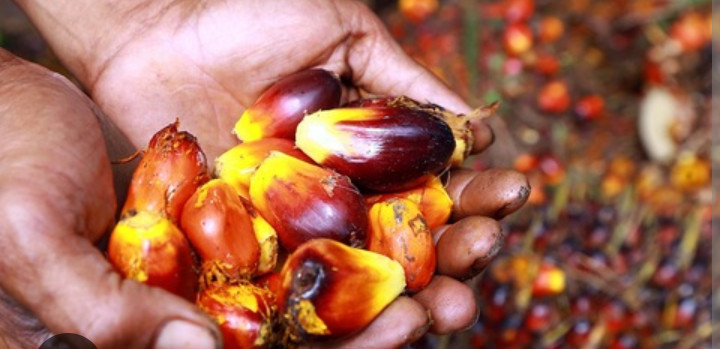 Harga CPO Sempat Turun, Pengamat Prediksi Bakal Naik Jelang Natal dan Tahun Baru