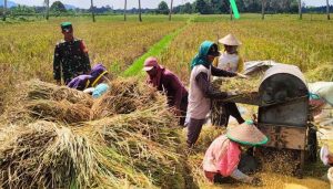 Bencana di Tapanuli Berpeluang Picu Penurunan Produksi Beras Sumut