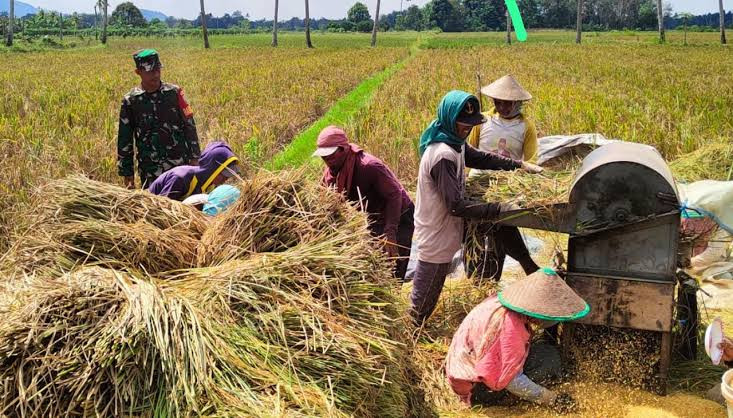 Bencana di Tapanuli Berpeluang Picu Penurunan Produksi Beras Sumut