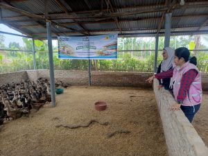 Melalui Program TJSL, Srikandi PLN Icon Plus Dukung Pengembangan Usaha Peternak Bebek Petelur